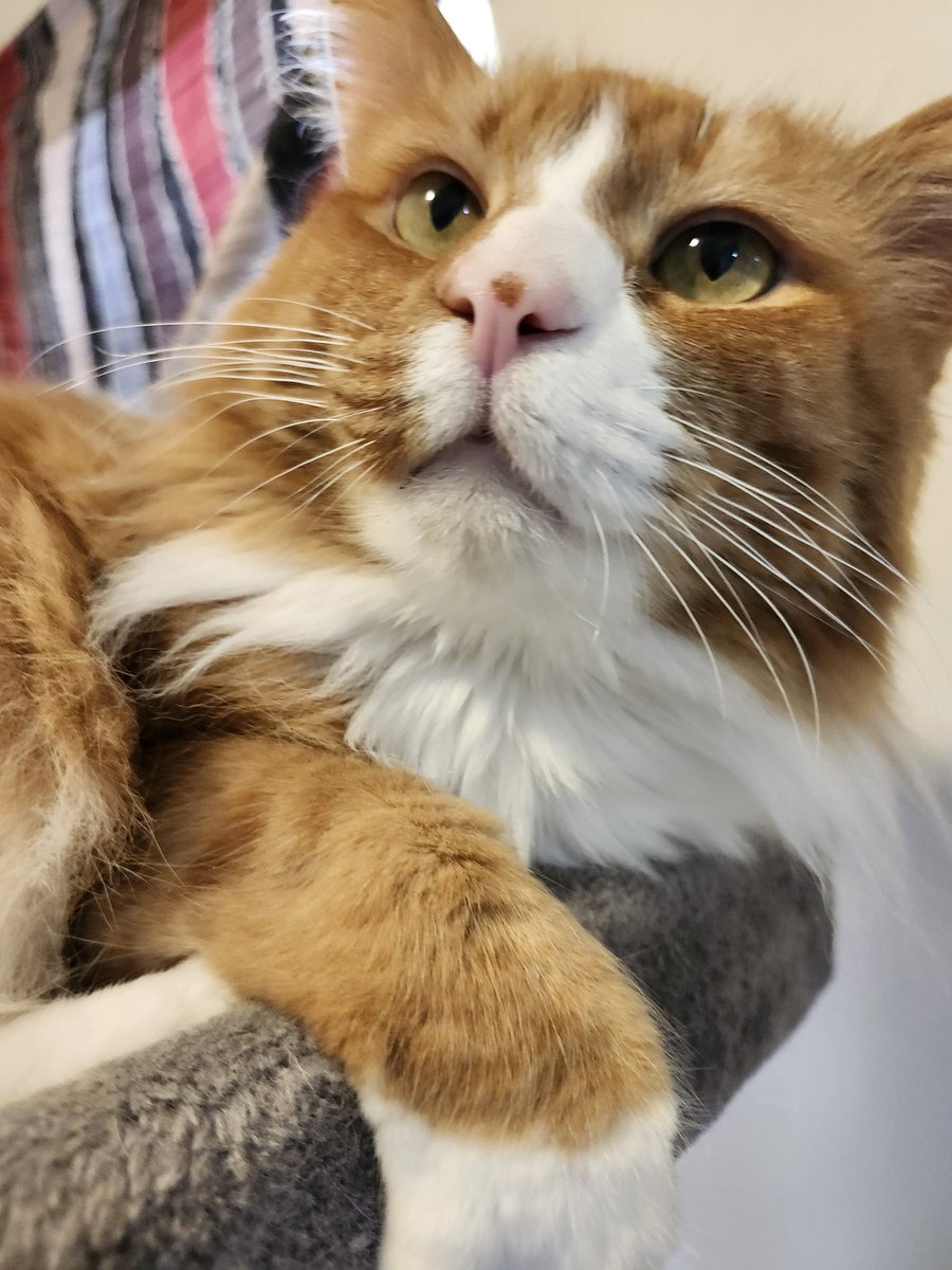 Mac The Ginger Cat 😺 tweet media