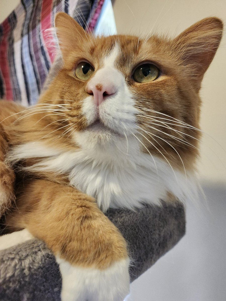 Mac The Ginger Cat 😺 tweet media