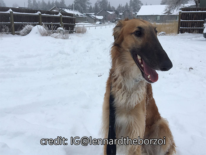 Borzoibot tweet media