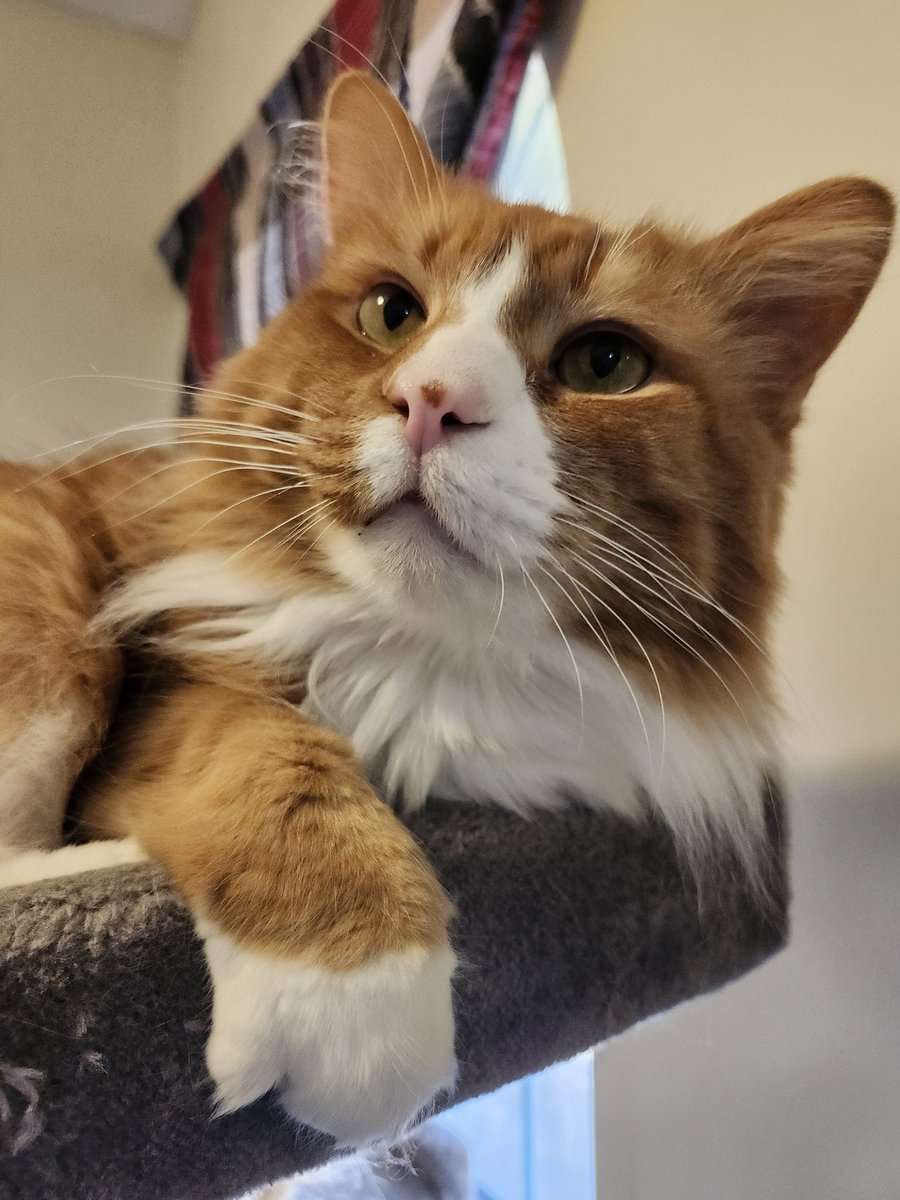 Mac The Ginger Cat 😺 tweet media