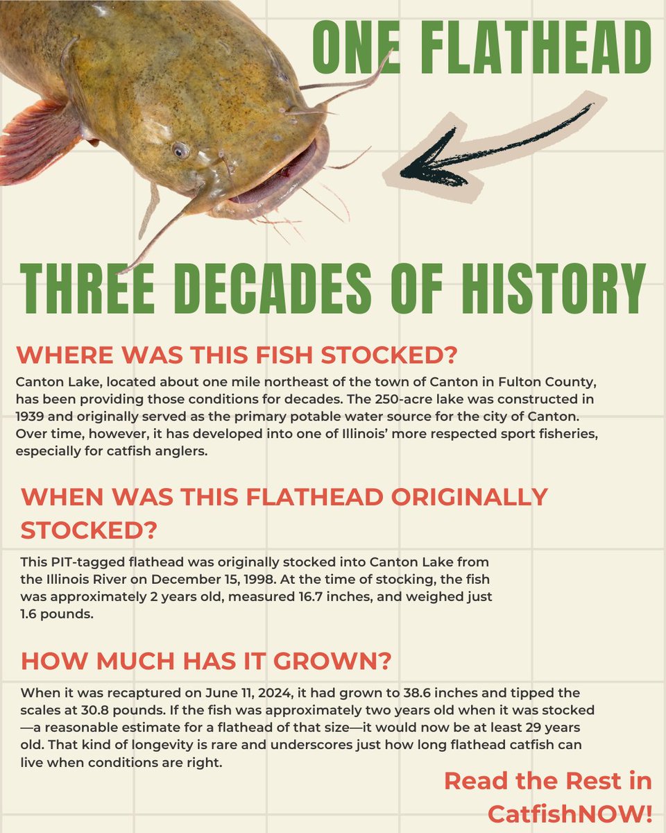 Catfish NOW tweet media