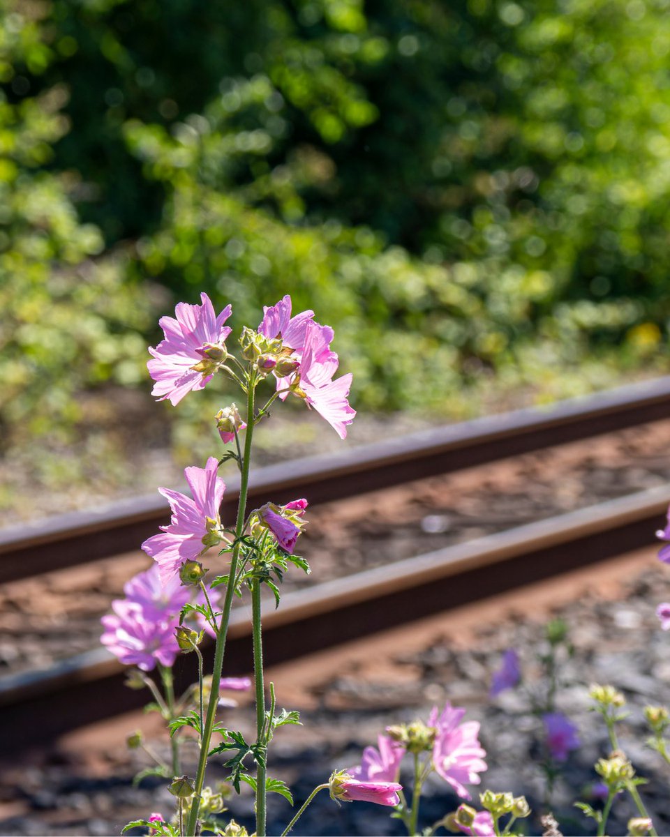 North County Transit - San Diego Railroad tweet media