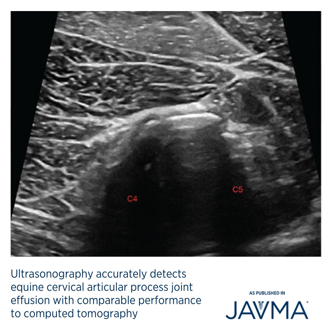 AVMAJAVMA's tweet image. #Ultrasound represents an easy, accessible tool for identifying cervical articular process joint #effusion in horses. 🐎 Learn more: jav.ma/capj @csuvetmedbiosci #computedtomography #equine #articularprocessjoint