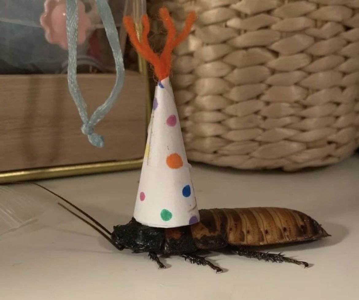 differential geometer moth🏳️‍⚧️🇵🇸 tweet media