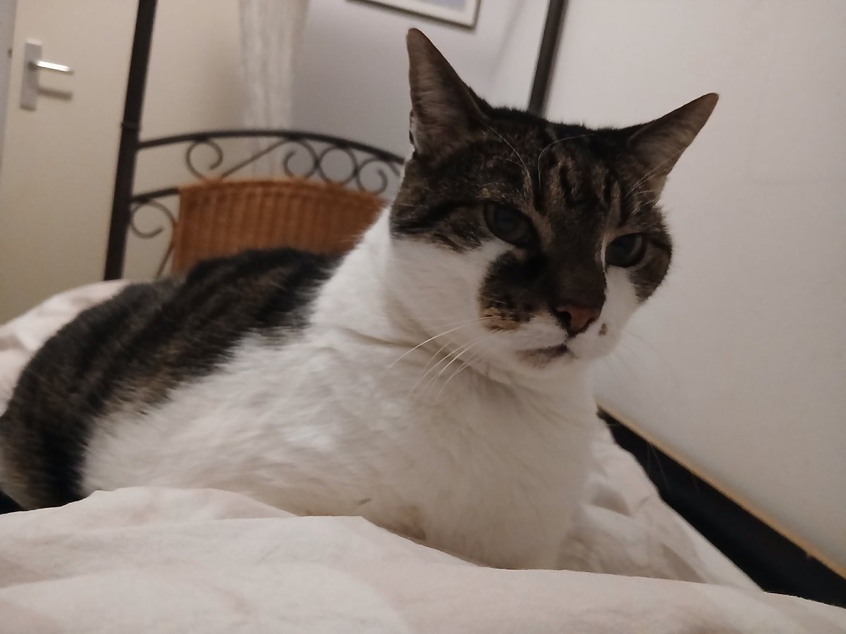 HoutsmaAnne tweet media