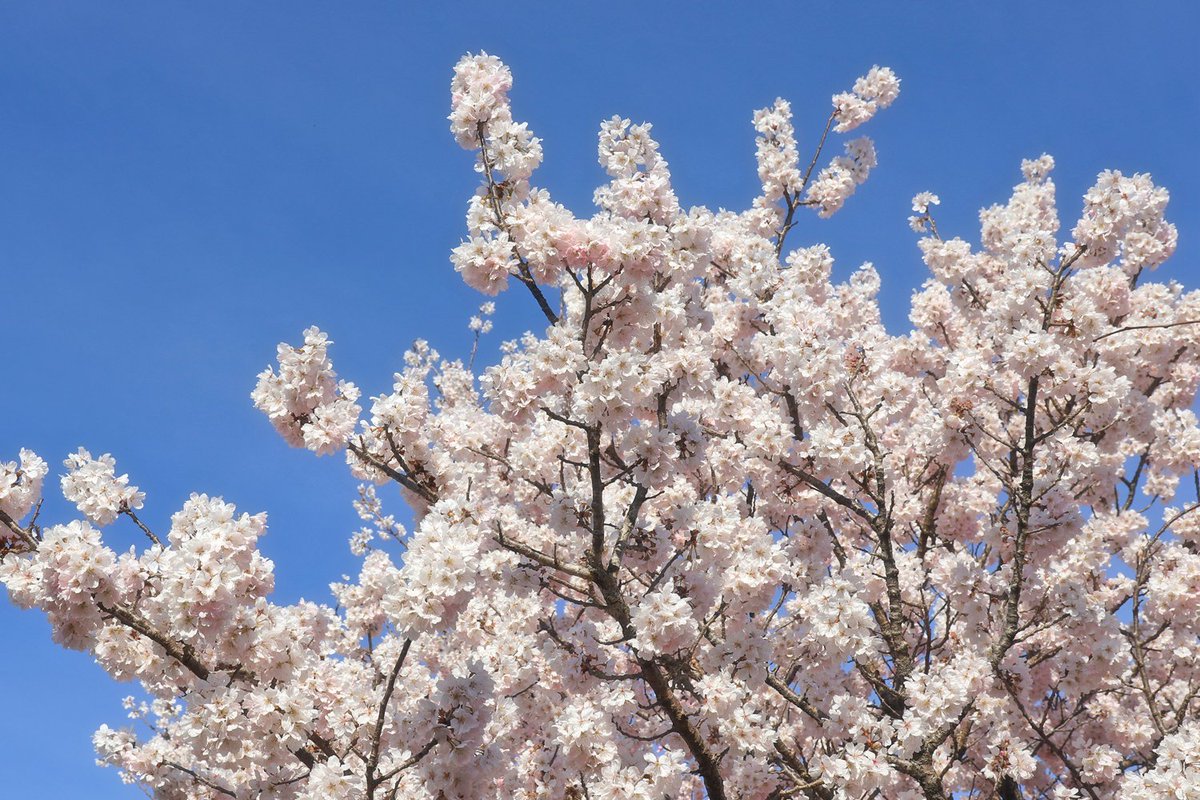 Hiro Kitsukawa tweet media