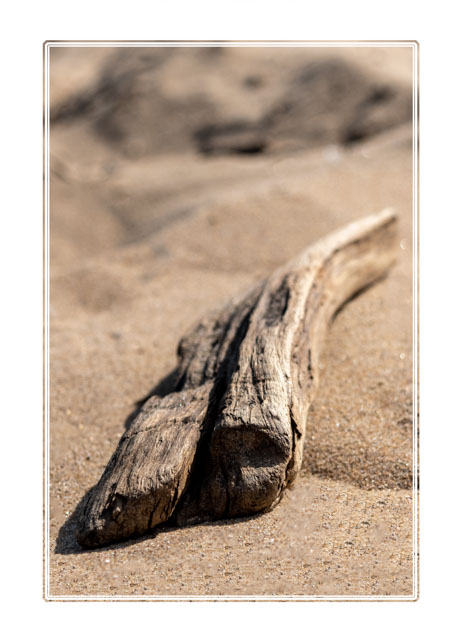 photos_dsmith's tweet photo. A piece of #driftwood has been left by the #tide. Its #surface is #battered and #bleached by the #sea and #sand. Shot on #Formby #beach @NTFormby, a @nationaltrust #nature area. @photos_dsmith is a local #photographer, see more at https://t.co/VilcfnO0ps #photography #Macro https://t.co/h8AB5UVoqg