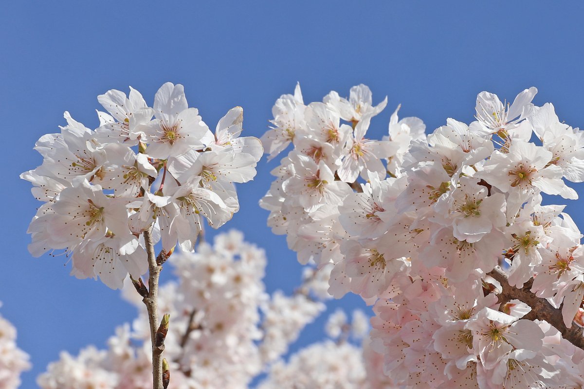 Hiro Kitsukawa tweet media