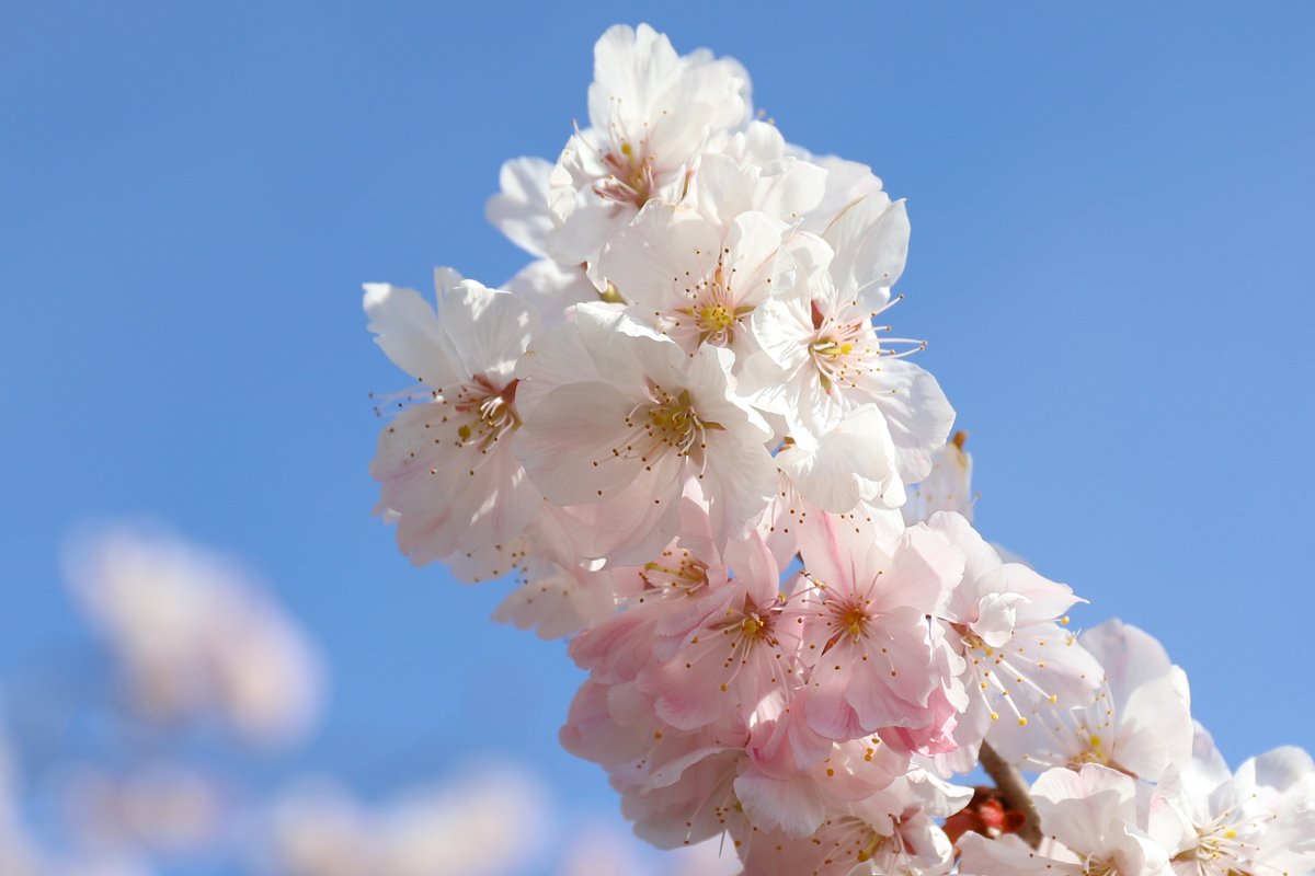 Hiro Kitsukawa tweet media