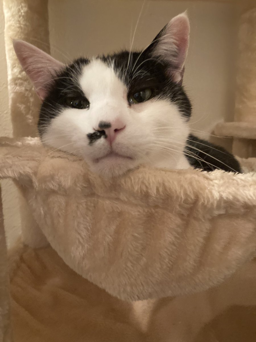 こげめ tweet media