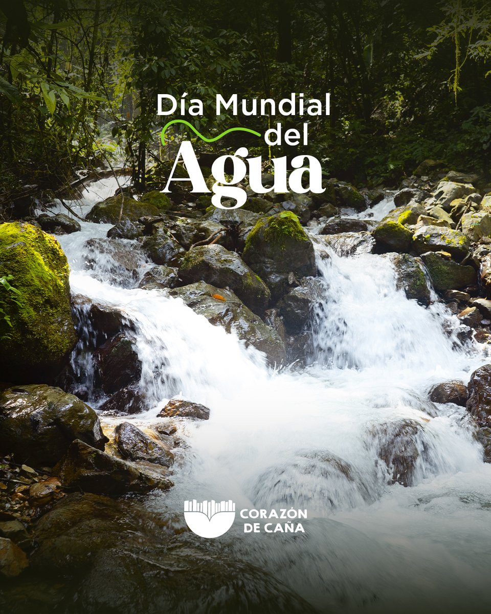 CorazonDeCana's tweet photo. Porque proteger las cuencas hidrográficas ¡es una tarea de todos!

Con @FFAVSCol, protegemos 26 cuencas que abastecen de agua a 3,5 millones de personas en el suroccidente del país. 💧

Seguiremos aportando a la conservación de los ecosistemas que hacen posible este recurso esencial. 🌱