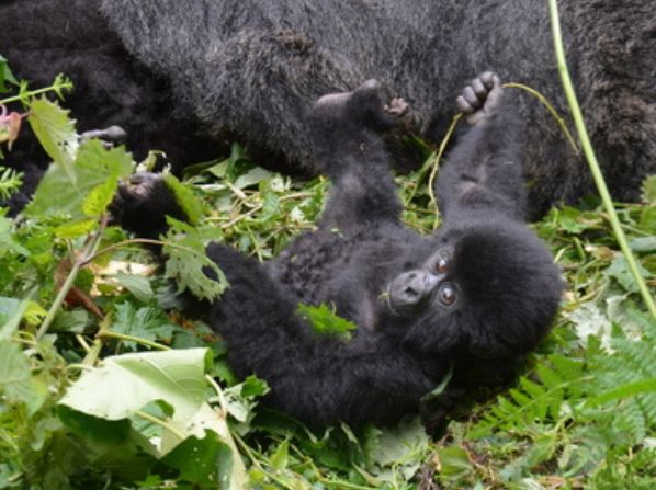 Tiny Gorilla tweet media