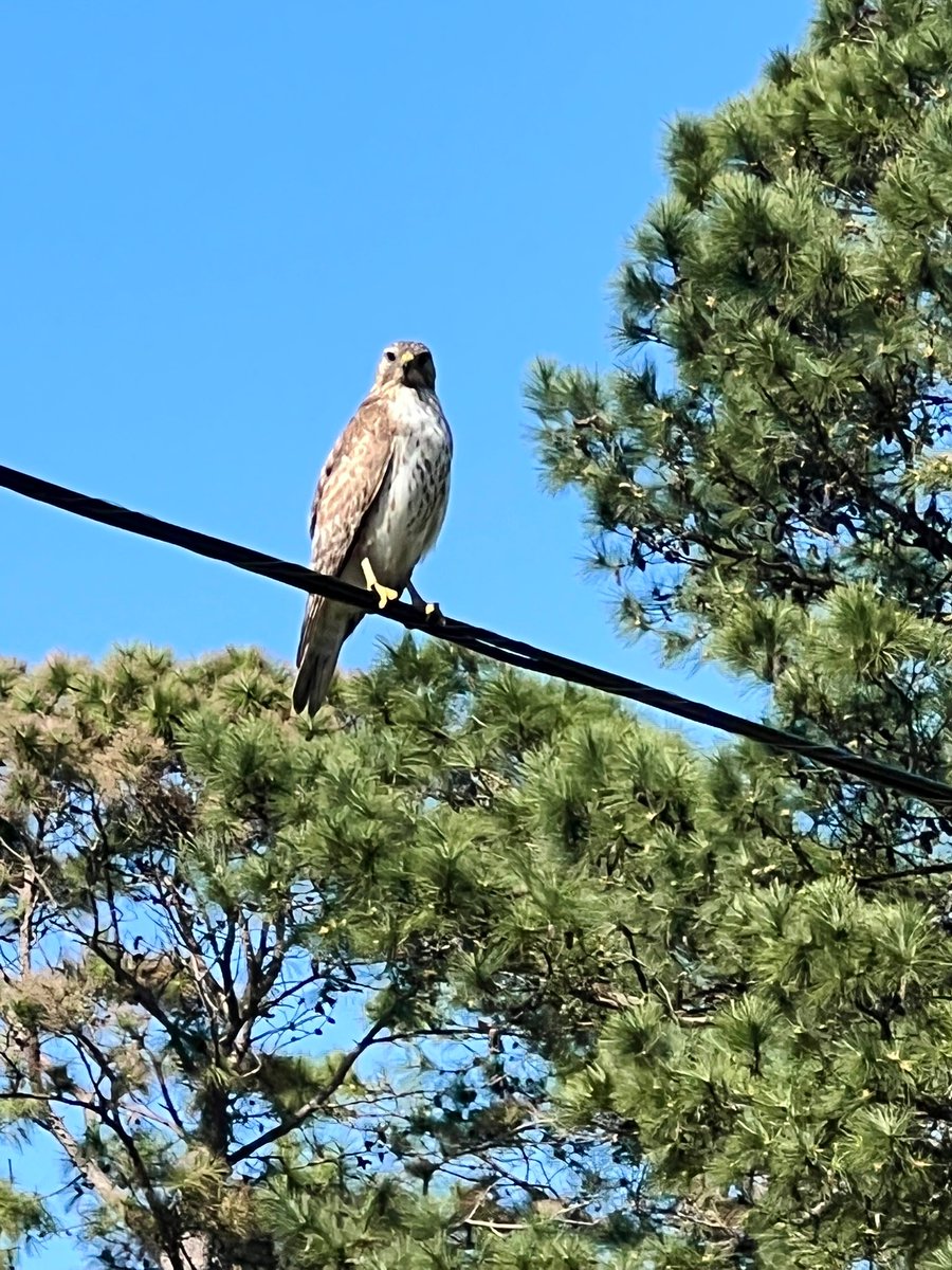 paulaagogo aka chaos scientist & bunny tweet media