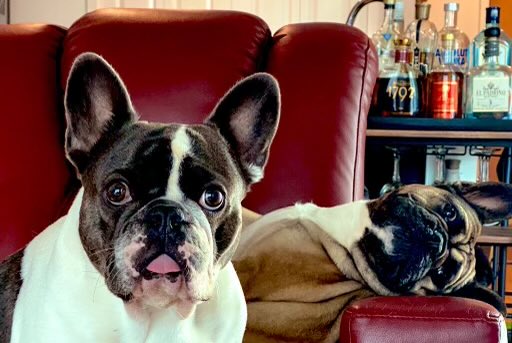 Joseph Casso tweet media