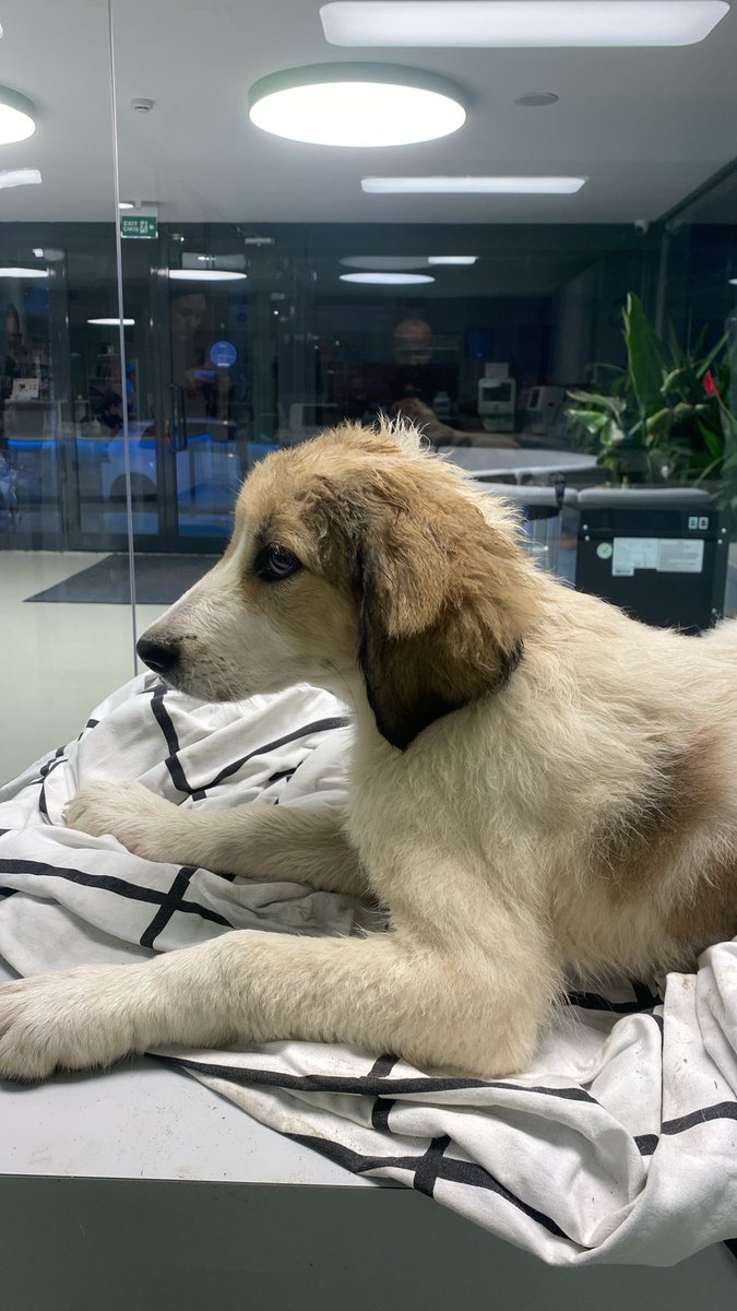 selenay- Ekrem İmamoğlu’nu serbest bırakın tweet media