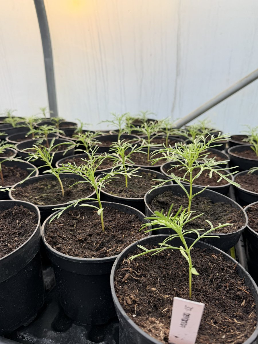 Jonathan Sheppard tweet media