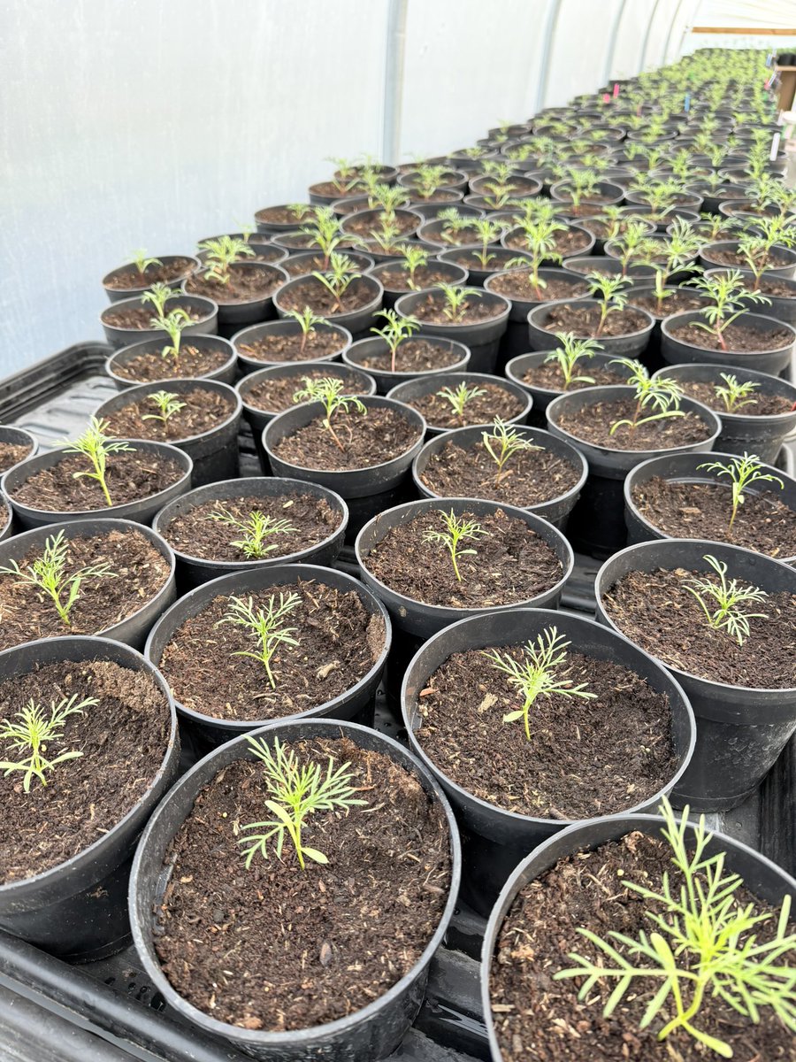 Jonathan Sheppard tweet media