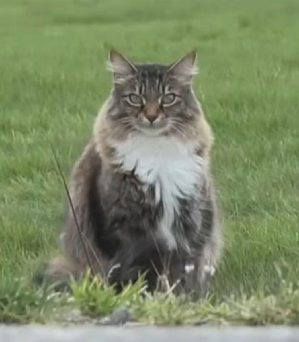tanik_tr's tweet photo. Louis Vuitton' adlı Kanadalı bir kedi, ABD-Kanada sınırını günde birkaç kez geçerek sosyal medyada en sevimli 'suçlu' ilan edildi.

ABD'de fare yakalayıp onları Kanada'daki yuvasına getiren kedi, 'sınır ötesine kaçak mal sokmak' ile suçlanıyor. https://t.co/iOxZVzNbgx