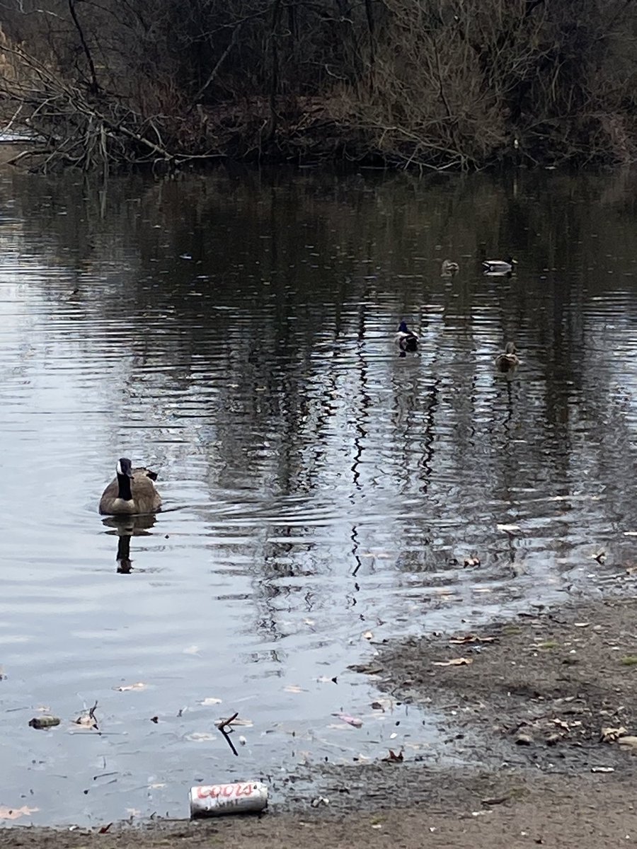 mercury, the miraculous tweet media