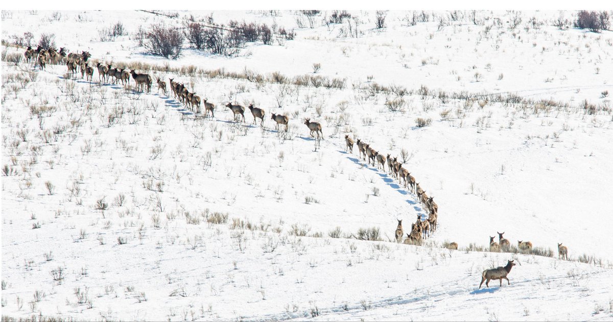 Rocky Mountain Elk Foundation tweet media