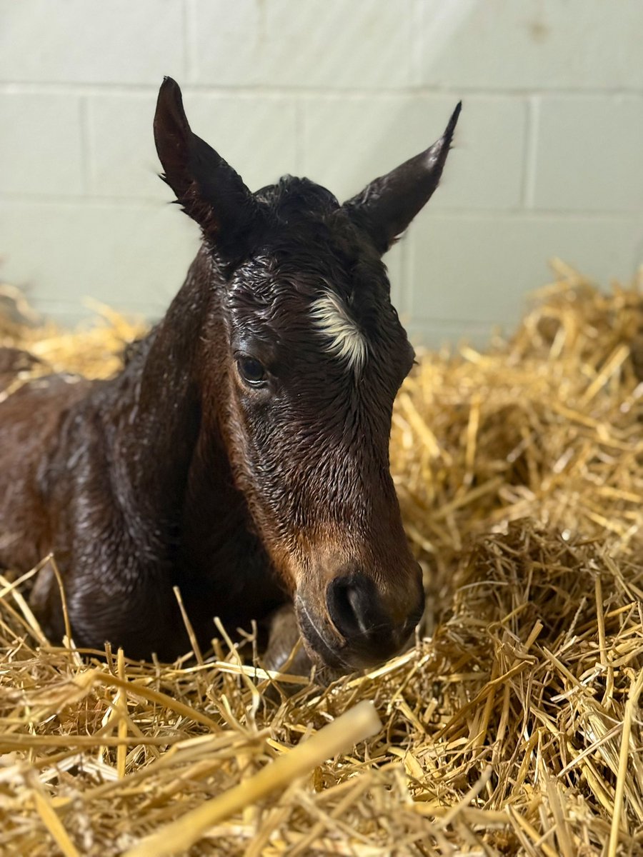 Godolphin tweet media