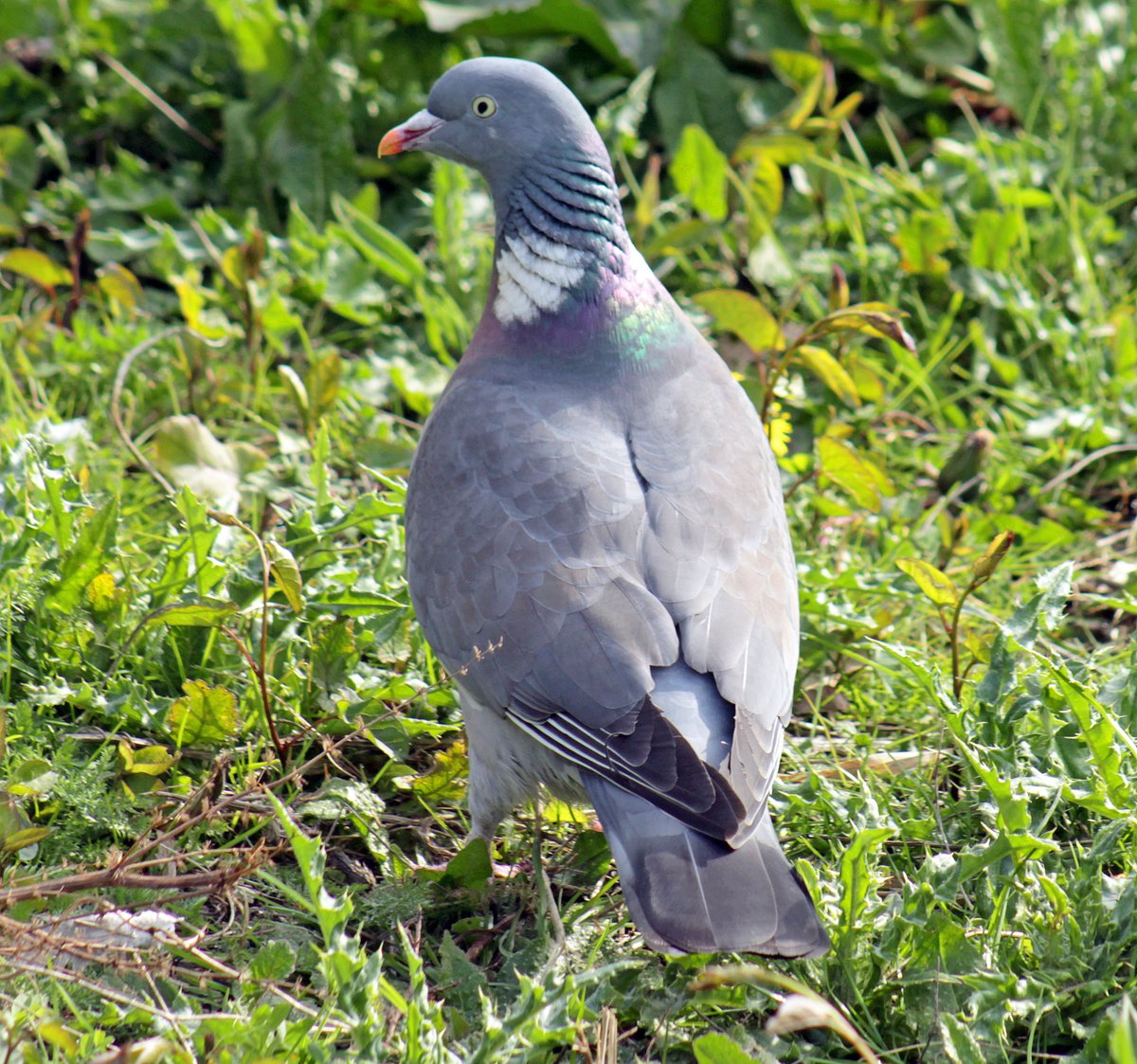 a_london_pigeon's tweet image. 📷  Morvien Lloyd @MorvienR 
Woodpigeon (Columba palumbus) #WorcesterPark #Surrey 
Original tweet: 
x.com/MorvienR/statu…