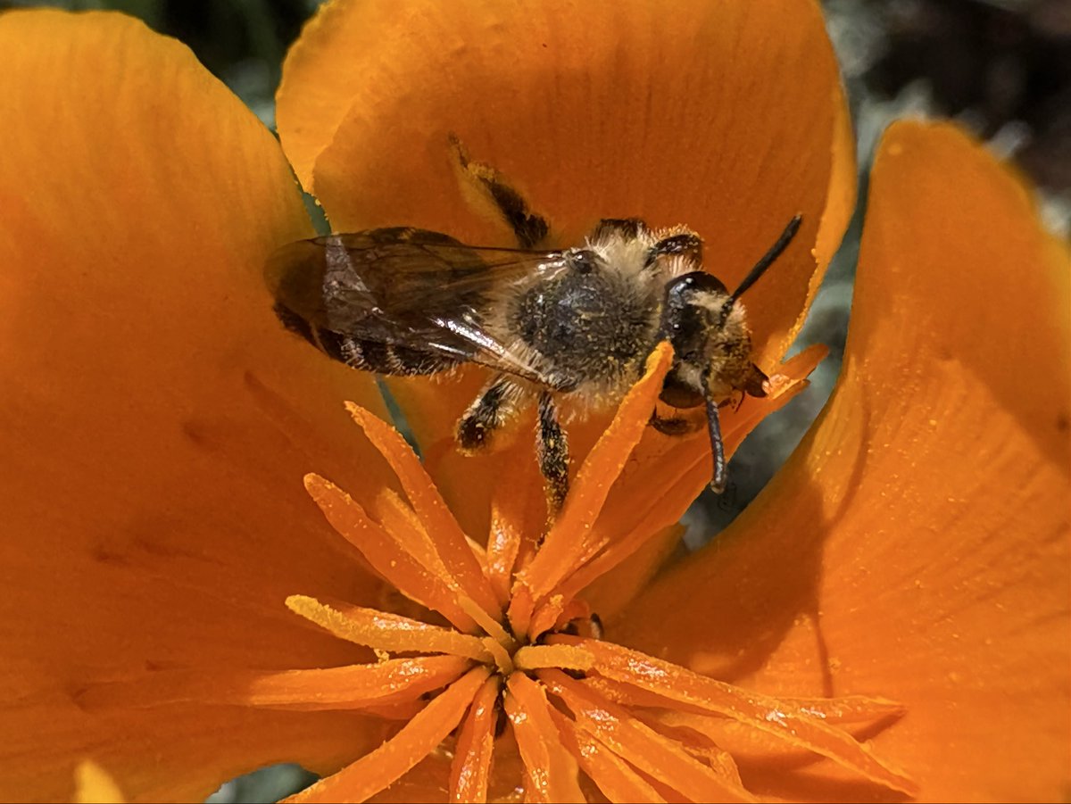 Hella Bee Nerd tweet media