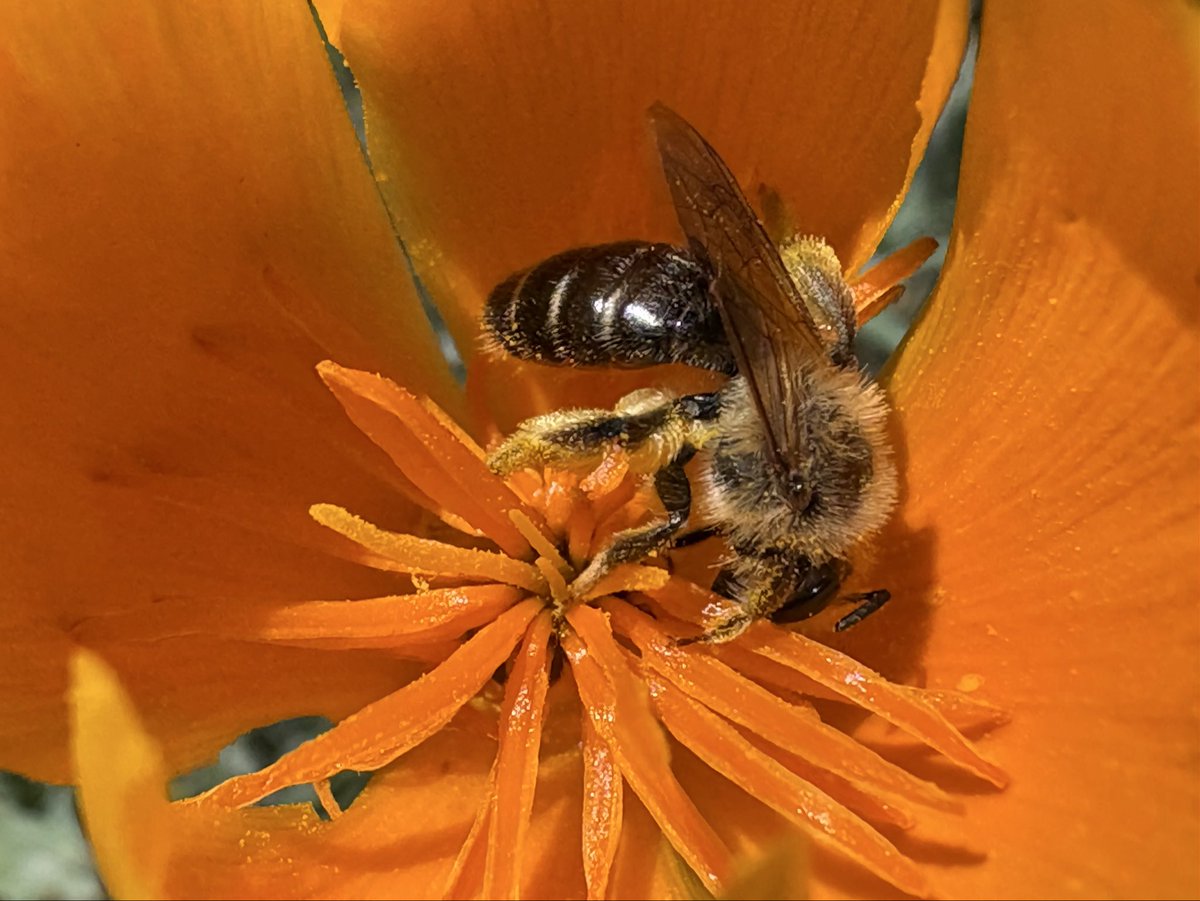 Hella Bee Nerd tweet media