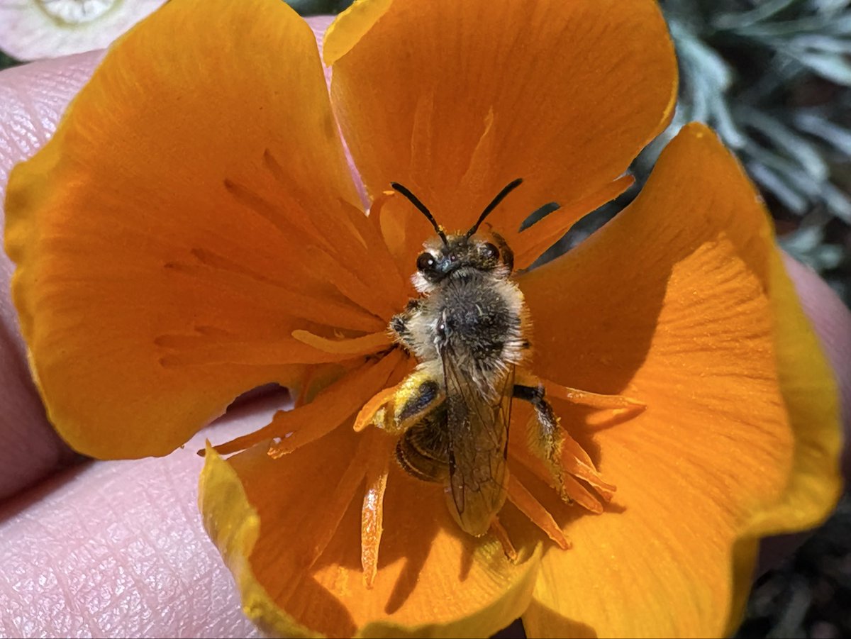 Hella Bee Nerd tweet media