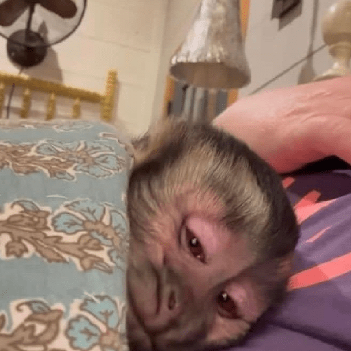 KITKAT® tweet media