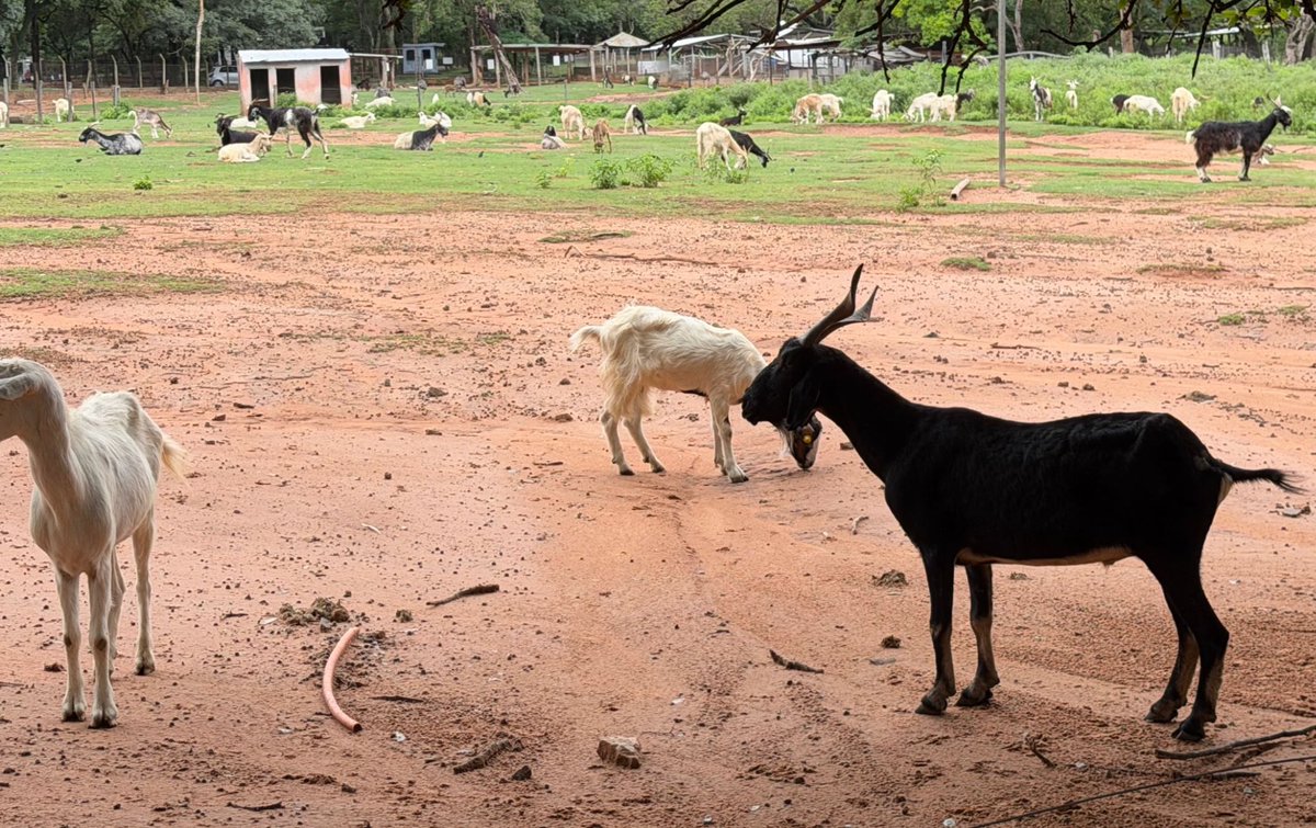 Hugo Pisciotta tweet media