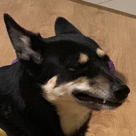 автоматизация чесания tweet media