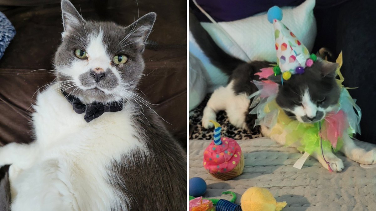 Purrfect Pals tweet media