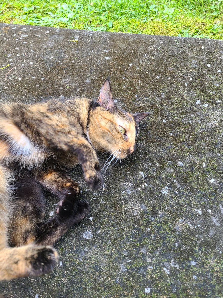 VanillaScoop Yugioh Vtuber tweet media