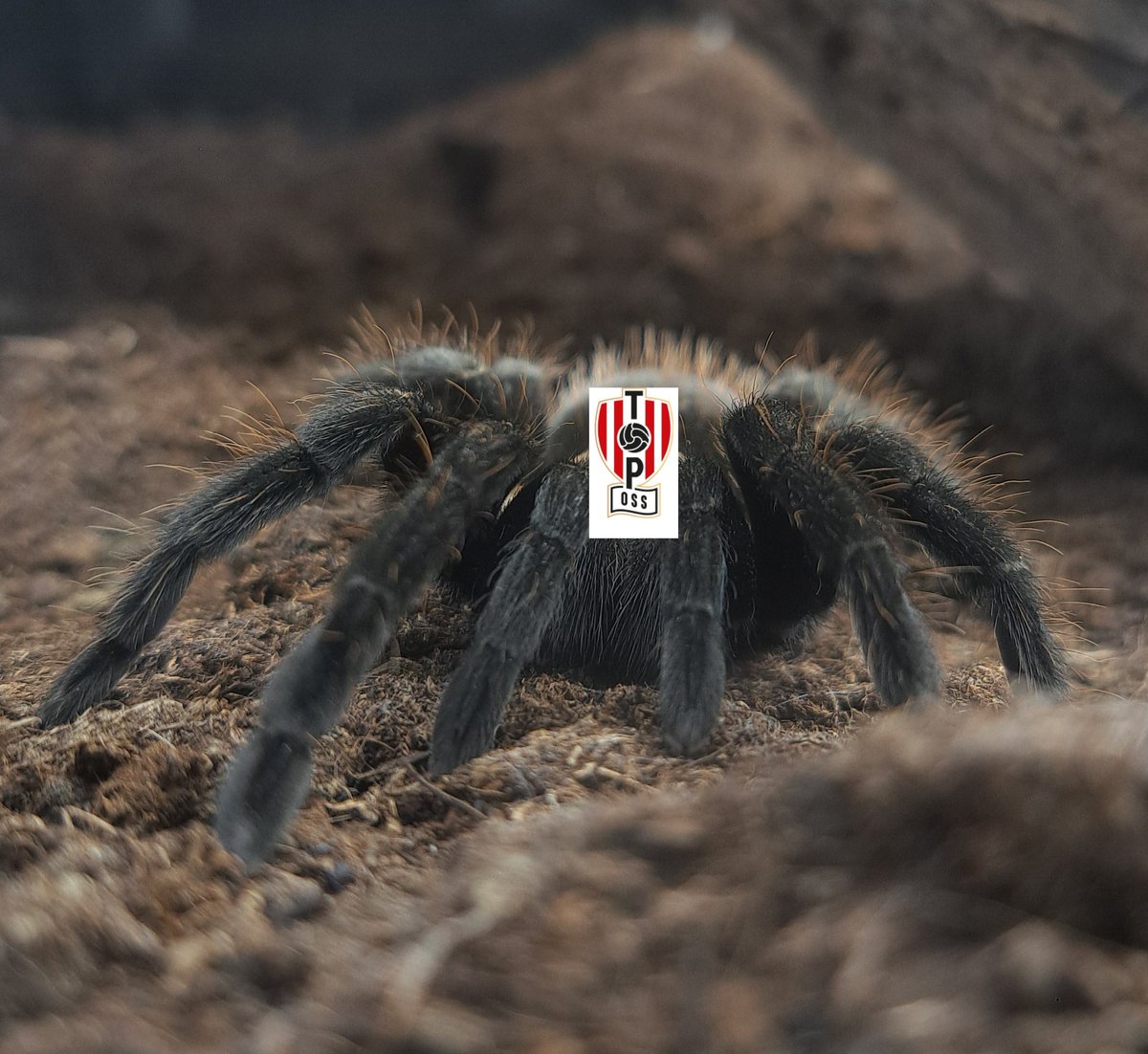 Nils Westenbrink tweet media