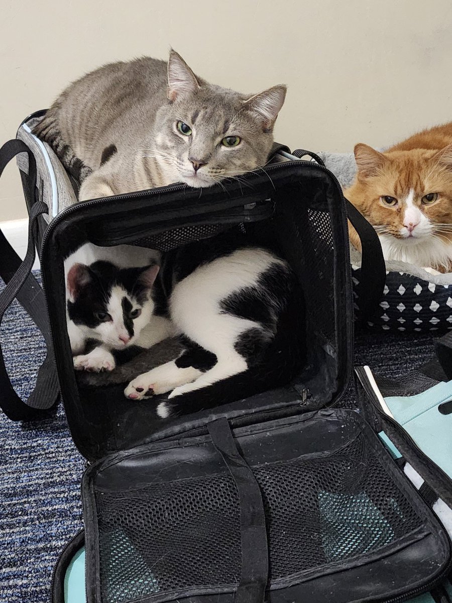 Mac The Ginger Cat 😺 tweet media