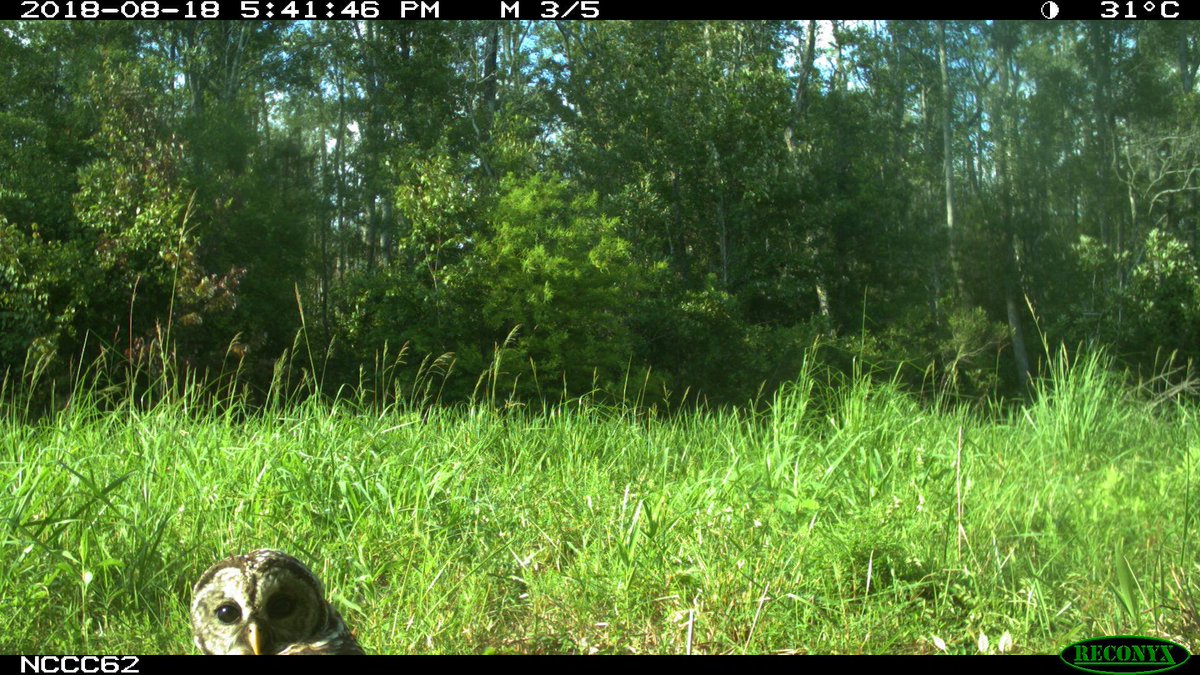 Trail_Cams's tweet photo. https://t.co/ZFMdU1yohF