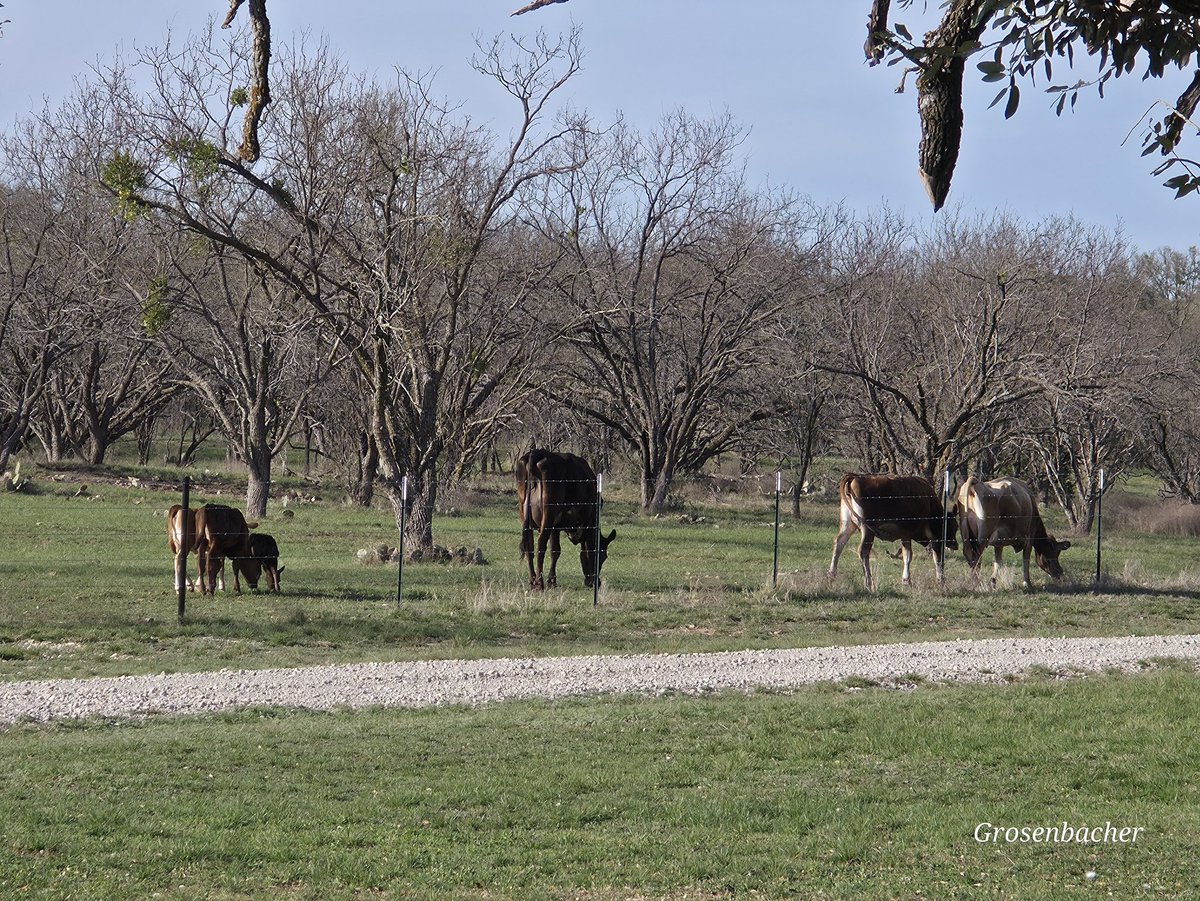 Spring Grosenbacher tweet media