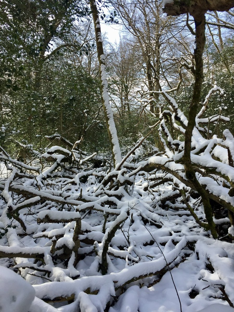 Absolutely Wild tweet media