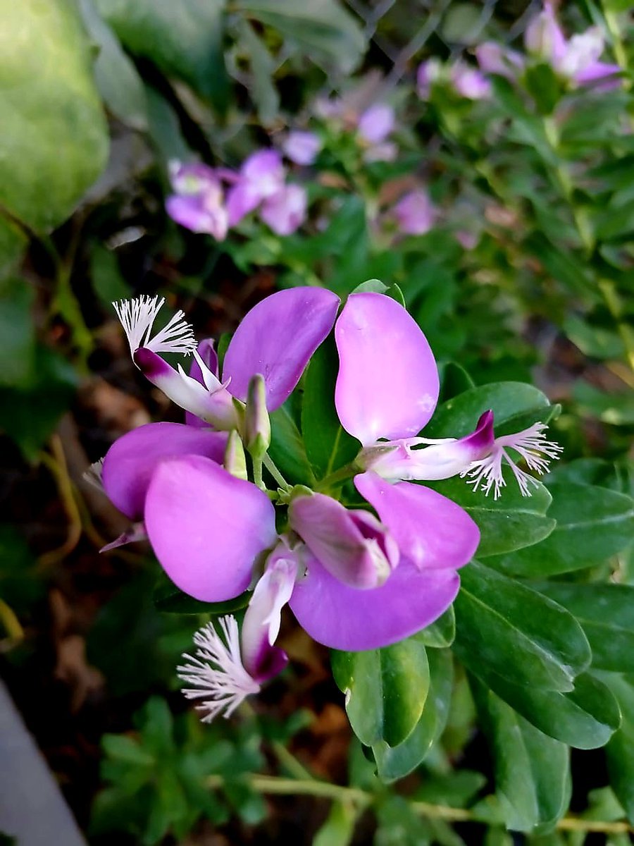 Un Poco Más tweet media