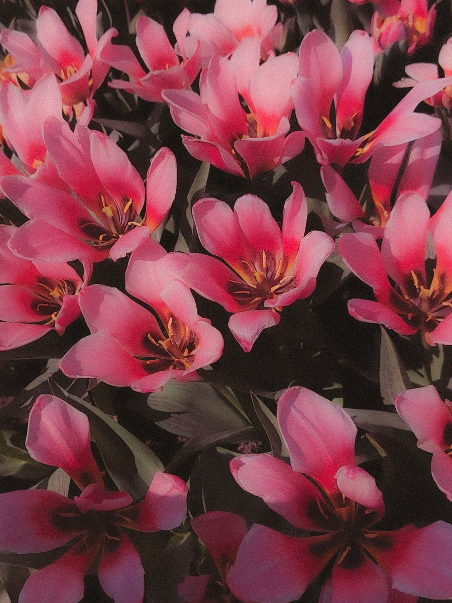 went for a walk during my lunch break.. ofc i'm a flower person 💐