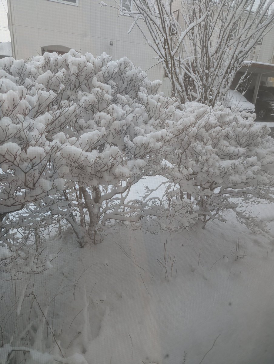 中トロ tweet media