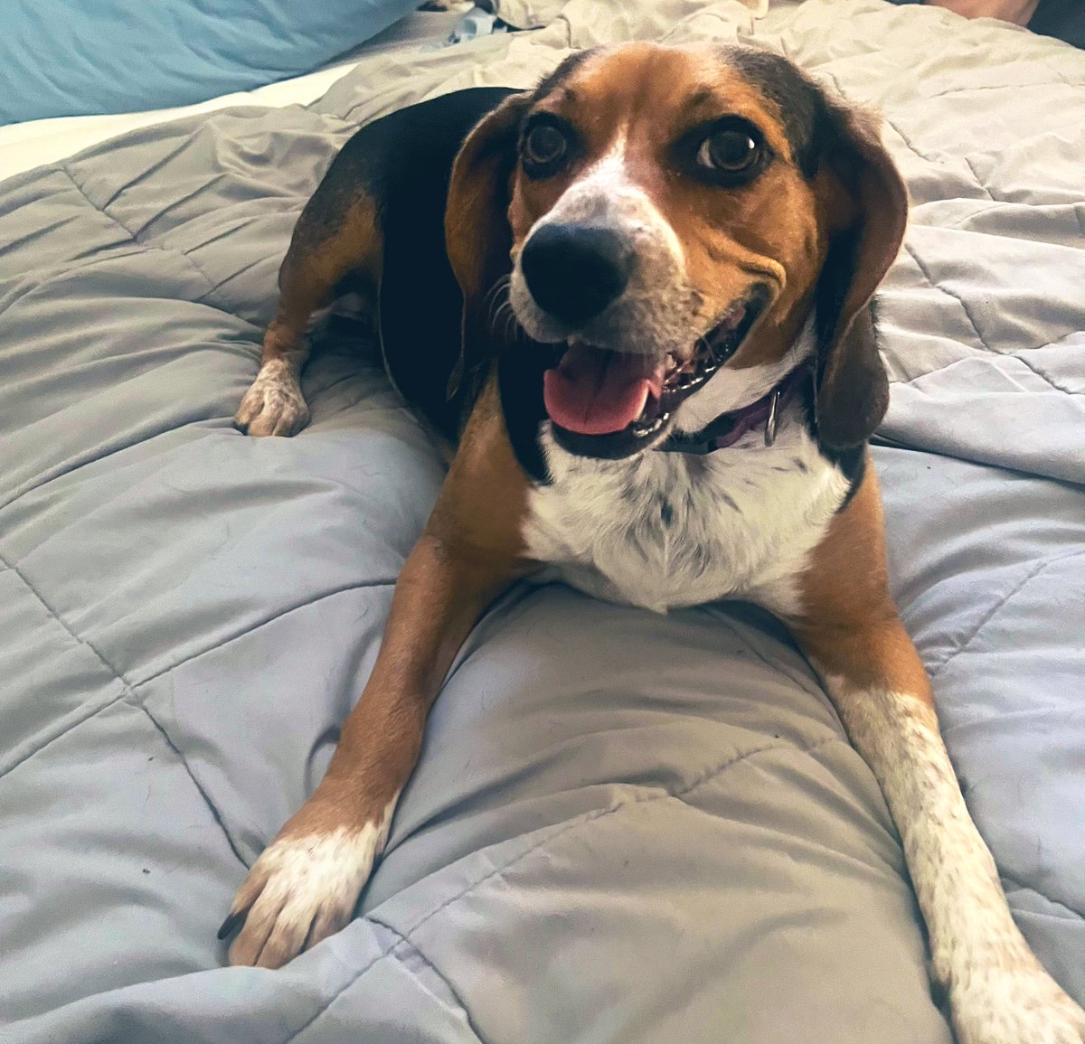 Bella, Mags , Brie and 🌈Bentley 🐞🐞 tweet media