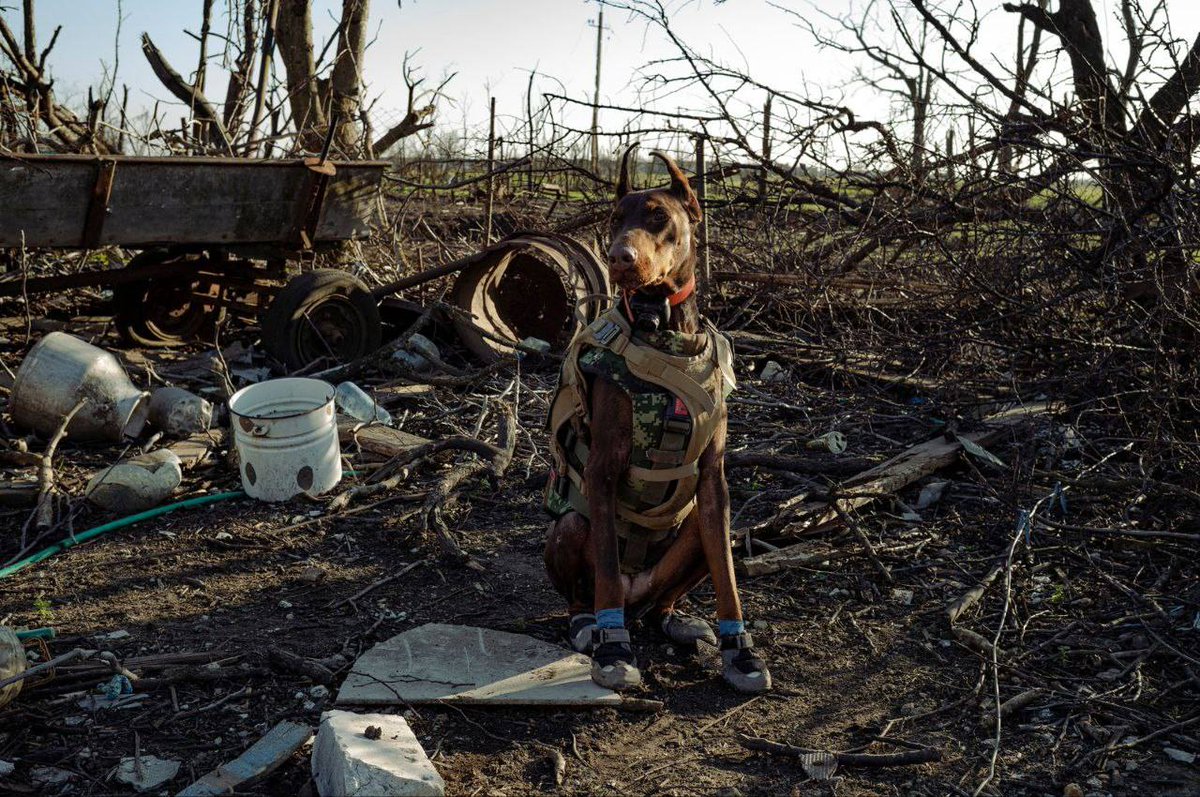 Цензор.НЕТ ✍️ tweet media