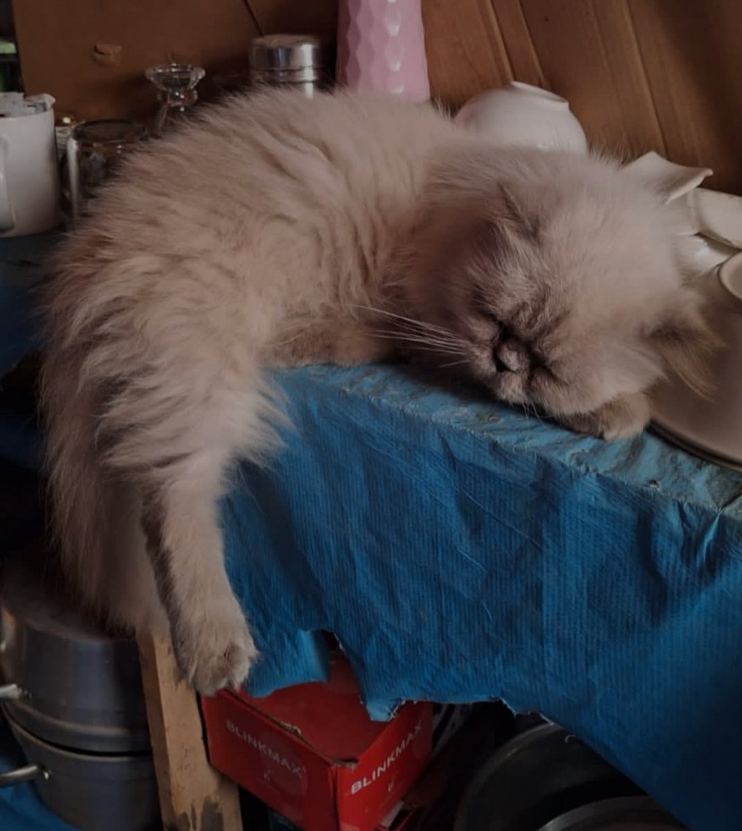 abod in Gaza🇵🇸 tweet media