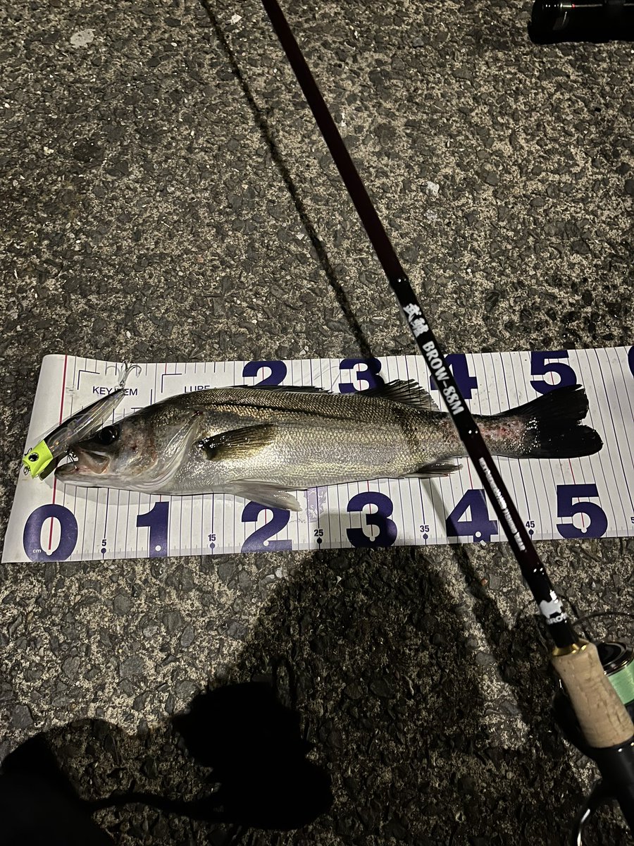 channla_'s tweet photo. 2026/03/21/03:50

久々すぎるシーバス

#鶴見川
#シーバス
#武鱸88M
#エンパシー120 https://t.co/0WSg39wfHO