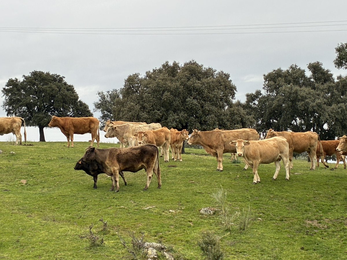 Duce Benjair Bolsolini tweet media