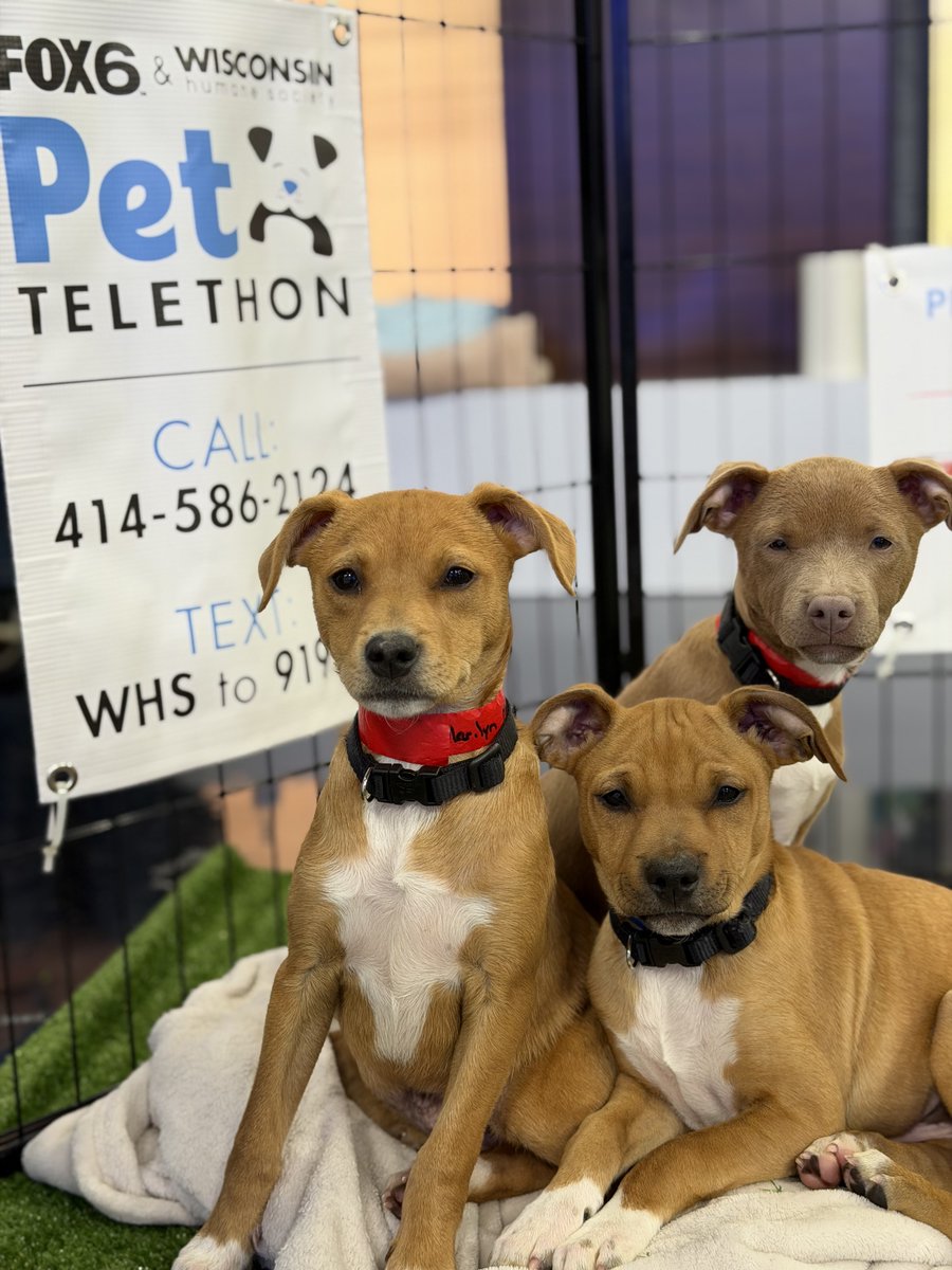 Wisconsin Humane Society tweet media
