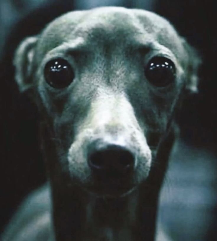 sacha/charlie 🐛 tweet media