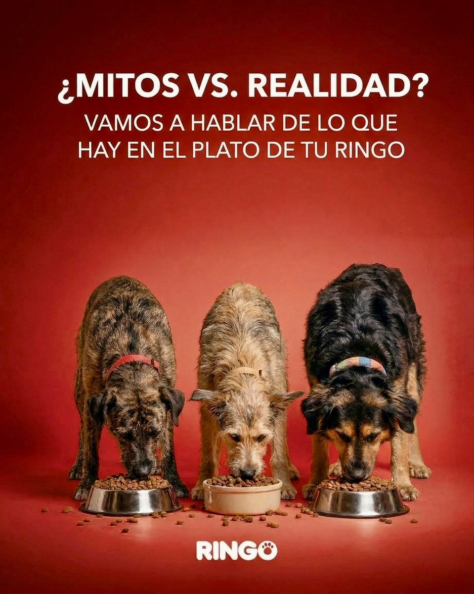 Efecto Ringo tweet media